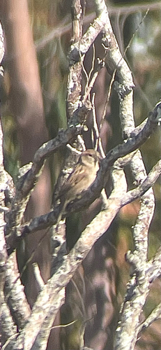 House Sparrow