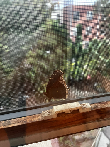 Mourning Cloak