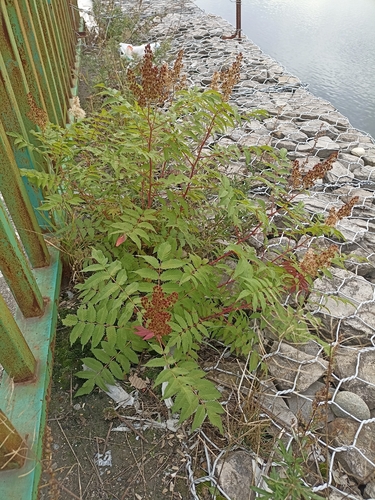Sorbaria