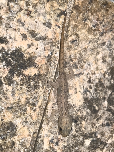 Asian House Gecko
