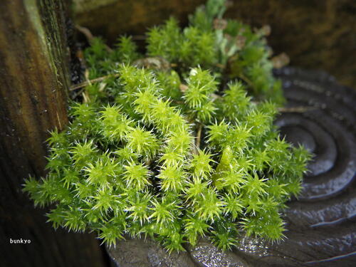 Diobelonella palustris observed 2026-09-19