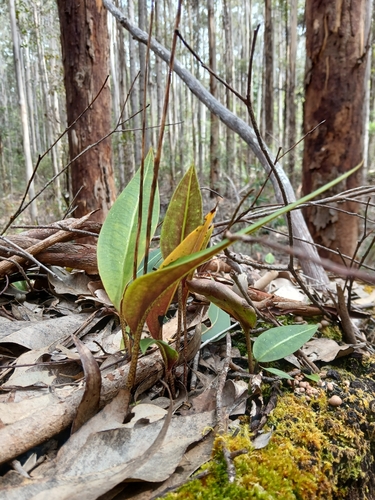 Slipper Orchid