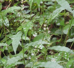 Oplismenus undulatifolius