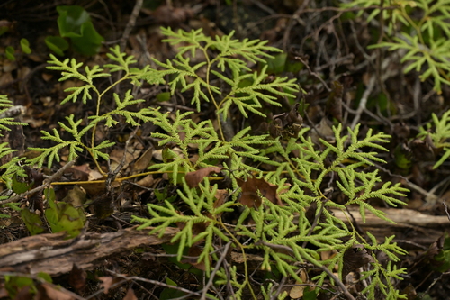 Lycopodium volubile