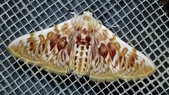 Polygrammodes sanguinalis