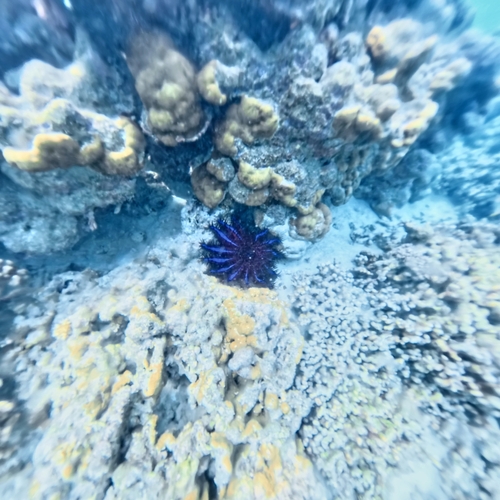 Acanthaster planci observed 2026-09-23