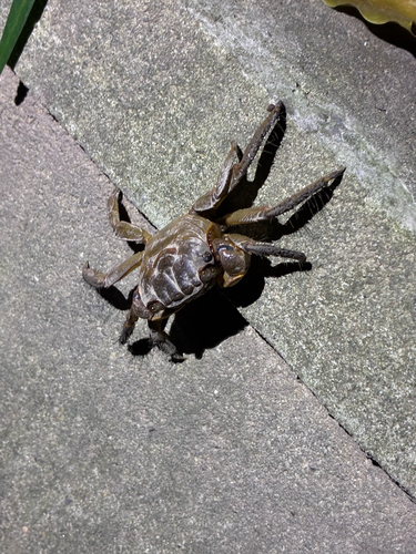 Orisarma neglectum