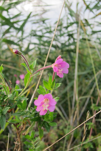 Great Willowherb