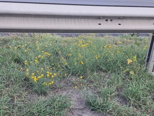 Narrow-leaved Ragwort