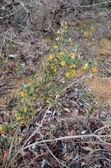 Grevillea chrysophaea
