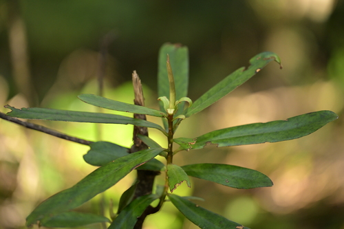 Myrsine salicina, photograph 2