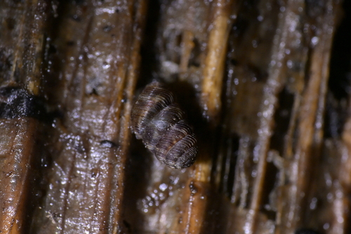 Phenacharopa novoseelandica, 2026-09-20