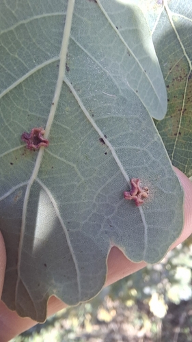 Smooth Spangle Gall Wasp