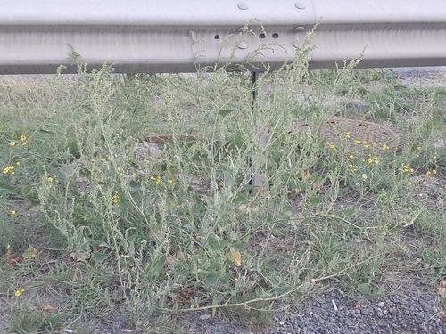 Russian atriplex
