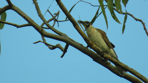 Little Friarbird