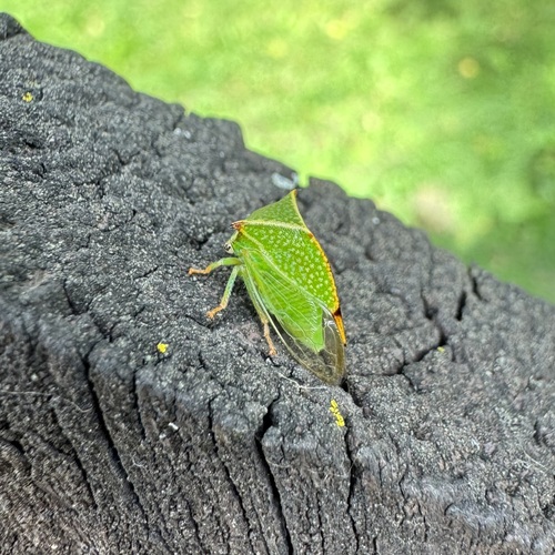 Buffalo Treehopper