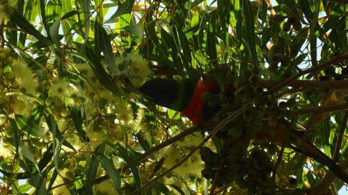 Rainbow Lorikeet