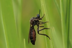 Dioctria atricapilla