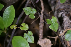 Muehlenbeckia australis