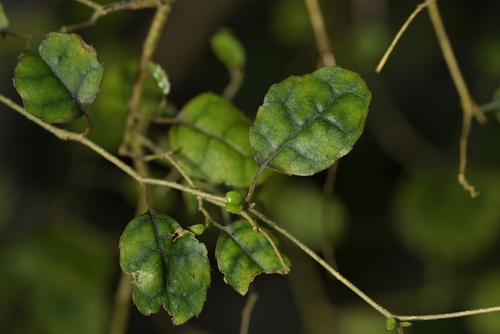 Carpodetus serratus, photograph 6