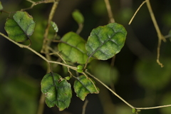 Carpodetus serratus, photograph (c) Christopher Stephens, some rights reserved (CC BY-SA)