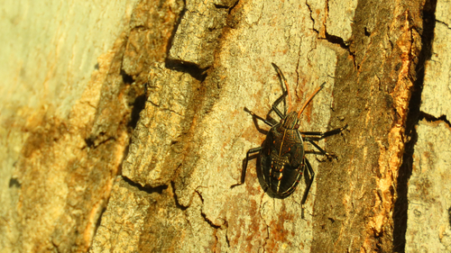Poecilometis apicalis