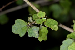 Pennantia corymbosa