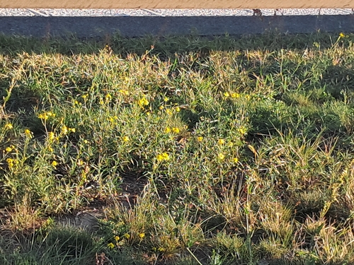 Narrow-leaved Ragwort