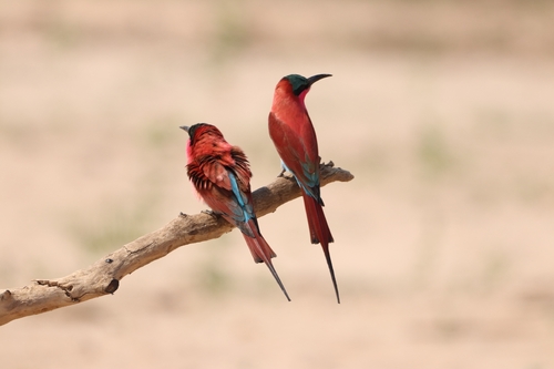 Southern Carmine Bee-eater