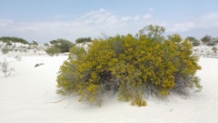 Varilla mexicana gypsophila