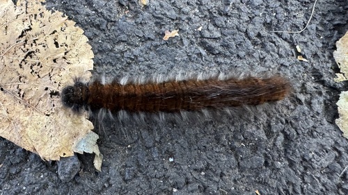 Fox Moth