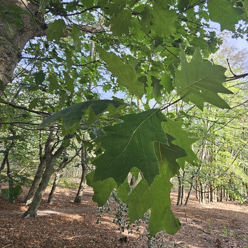 northern red oak