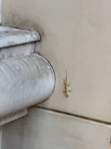 Flat-tailed House Gecko