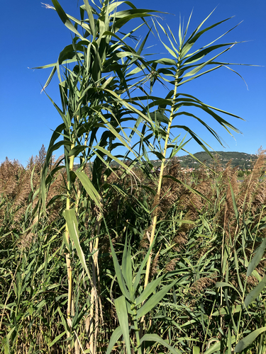 giant reed