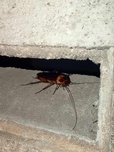 American Cockroach
