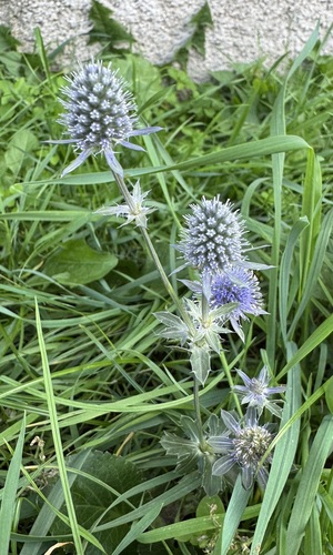 Blue Eryngo