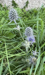 Eryngium planum