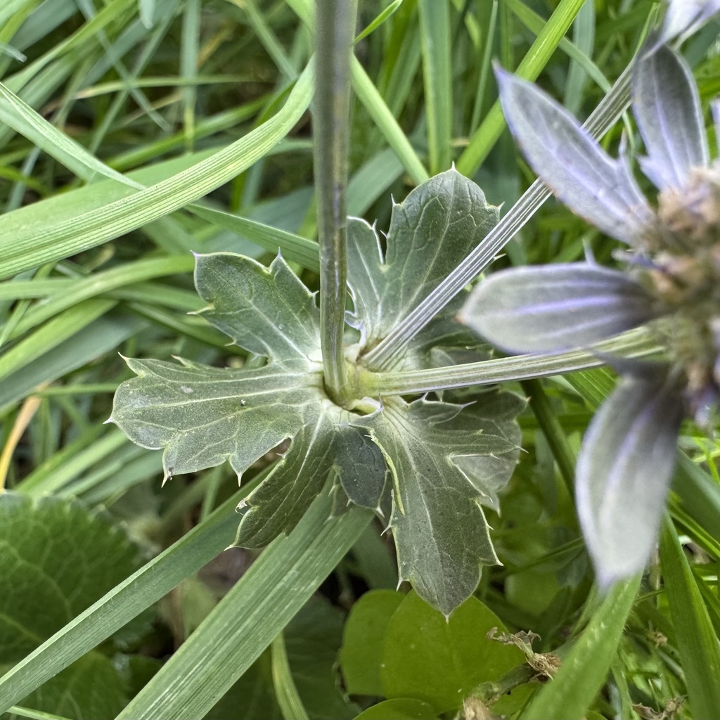 Eryngium planum; photograph (c) kyselinasirova, some rights reserved (CC BY)