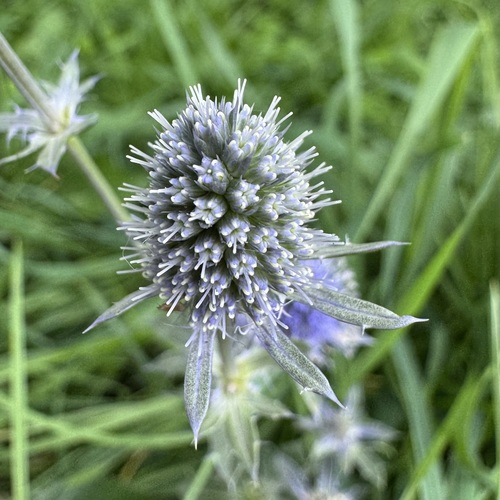 Eryngium planum, photograph 2
