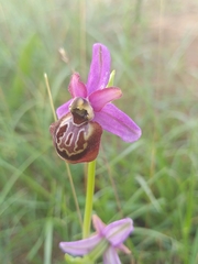 Ophrys sphegodes aveyronensis