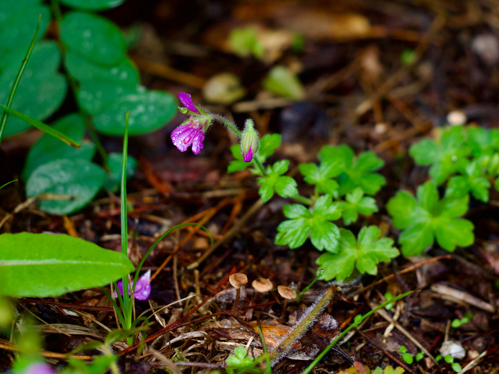 Geranium thunbergii; photograph (c) りなべる, some rights reserved (CC BY)