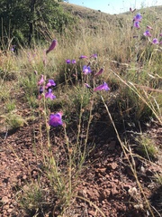 Penstemon dasyphyllus