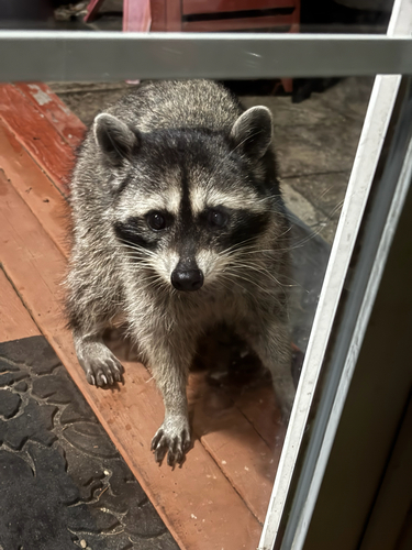 Common Raccoon