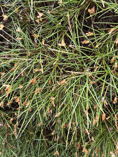 Genista acanthoclada, photograph 2