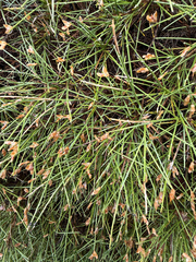 Genista acanthoclada, photograph author not stated, no rights reserved