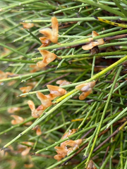 Genista acanthoclada, photograph author not stated, no rights reserved