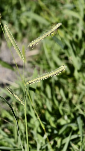 Paspalum dilatatum