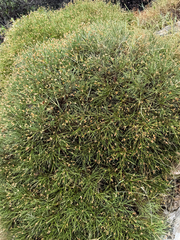 Genista acanthoclada