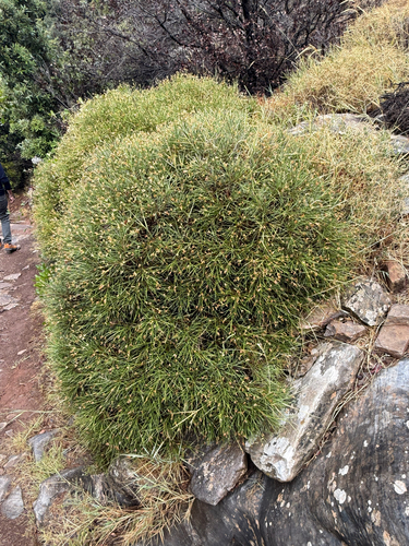 Genista acanthoclada, photograph 3