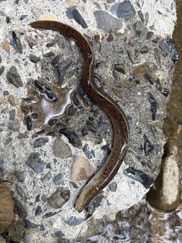 Anguilla marmorata observed 2026-09-23